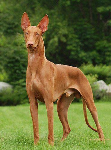 1100+ Dog Images Free Download | Cute Dog Pictures | 83 dog pictures gallery -(2)