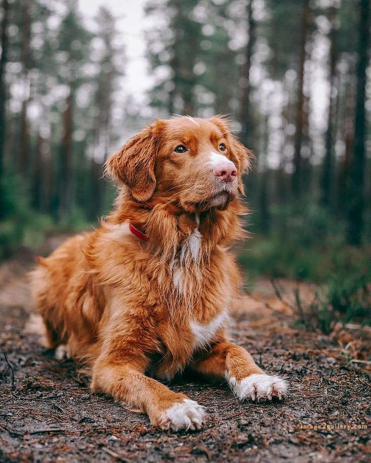 1100+ Dog Images Free Download | Cute Dog Pictures | 21 dog pictures gallery -(20)