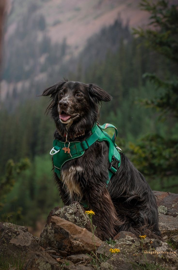 1100+ Dog Images Free Download | Cute Dog Pictures | 20 dog pictures gallery -(21)