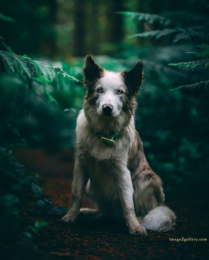 1100+ Dog Images Free Download | Cute Dog Pictures | 155 dog pictures gallery -(22)
