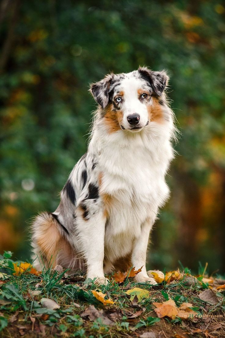 1100+ Dog Images Free Download | Cute Dog Pictures | 146 dog pictures gallery -(3)
