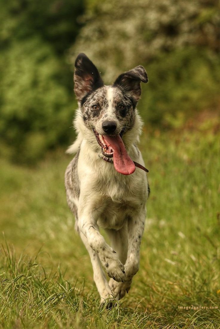 1100+ Dog Images Free Download | Cute Dog Pictures | 147 dog pictures gallery -(4)