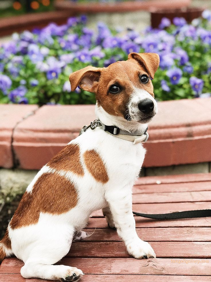 1100+ Dog Images Free Download | Cute Dog Pictures | 17 dog pictures gallery -(5)