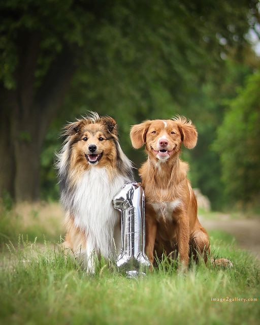 1100+ Dog Images Free Download | Cute Dog Pictures | 149 dog pictures gallery -(7)
