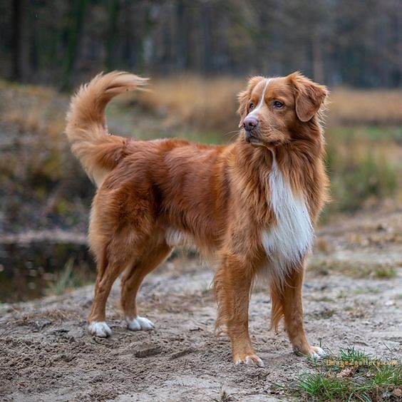 1100+ Dog Images Free Download | Cute Dog Pictures | 84 dog pictures gallery -(8)