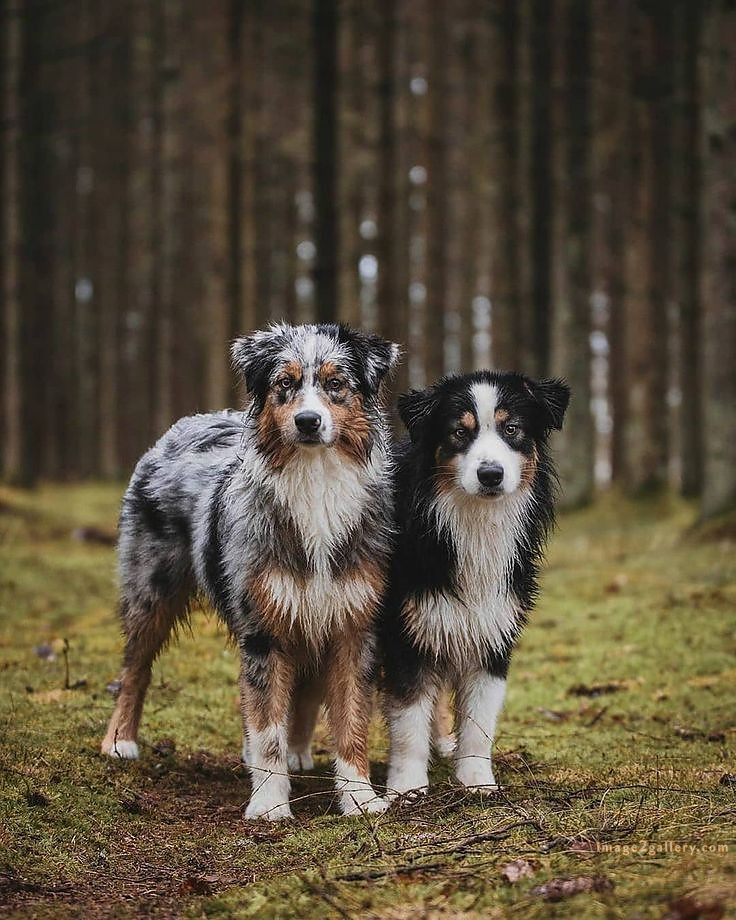 1100+ Dog Images Free Download | Cute Dog Pictures | 150 dog pictures gallery -(9)