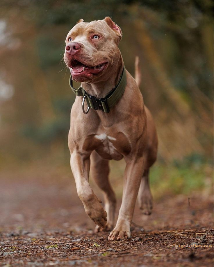 1100+ Dog Images Free Download | Cute Dog Pictures | 26 dog pictures images -