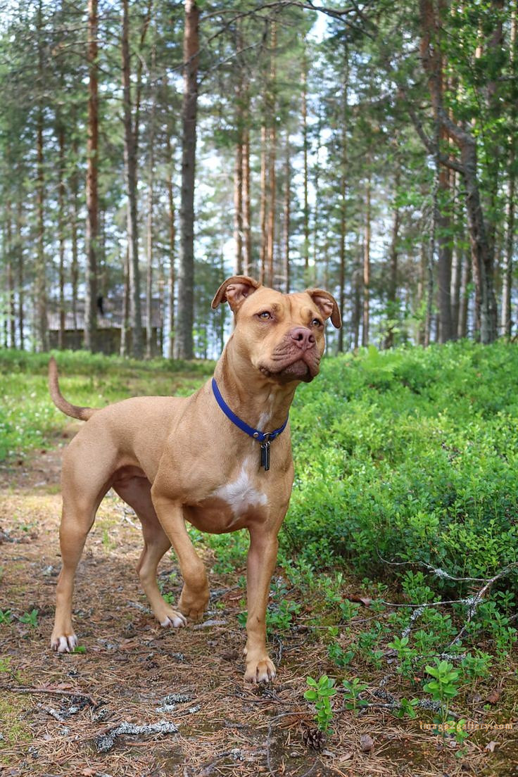 1100+ Dog Images Free Download | Cute Dog Pictures | 88 dog pictures images -(1)