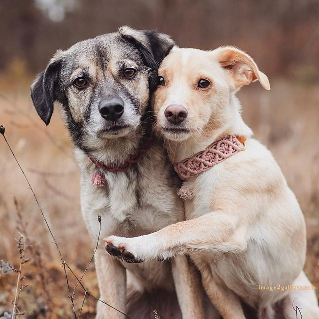 1100+ Dog Images Free Download | Cute Dog Pictures | 162 dog pictures images -(10)