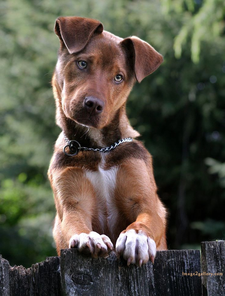 1100+ Dog Images Free Download | Cute Dog Pictures | 163 dog pictures images -(11)