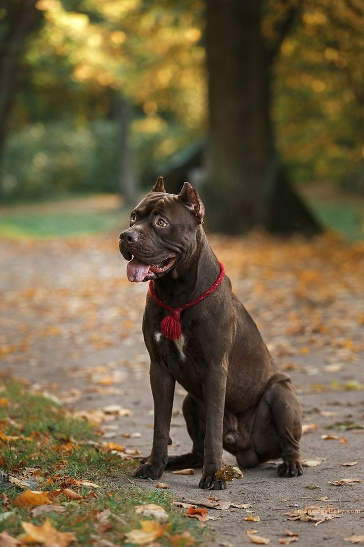 1100+ Dog Images Free Download | Cute Dog Pictures | 24 dog pictures images -(13)