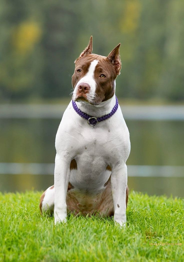 1100+ Dog Images Free Download | Cute Dog Pictures | 25 dog pictures images -(14)