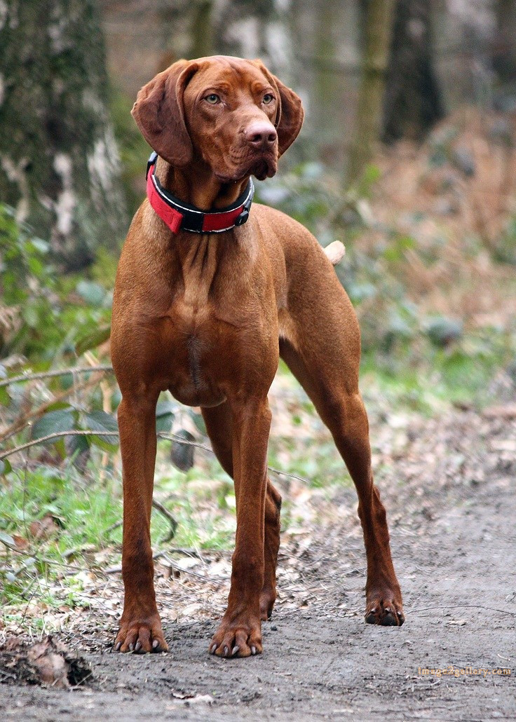 1100+ Dog Images Free Download | Cute Dog Pictures | 165 dog pictures images -(15)