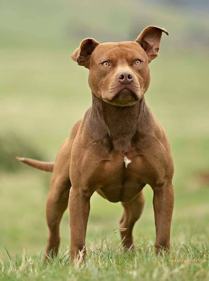 1100+ Dog Images Free Download | Cute Dog Pictures | 92 dog pictures images -(16)