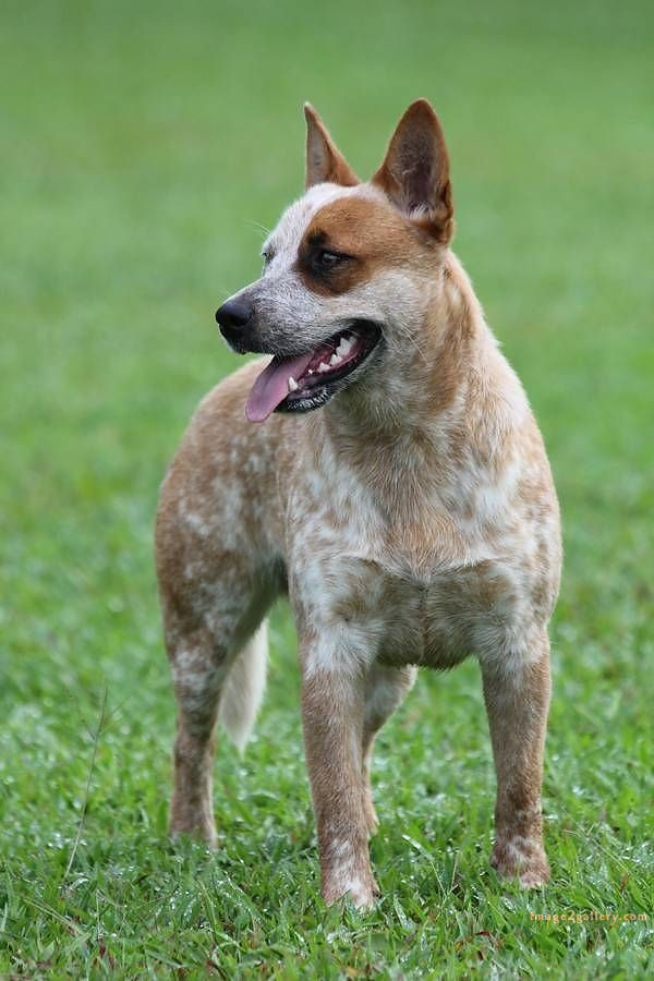 1100+ Dog Images Free Download | Cute Dog Pictures | 168 dog pictures images -(17)