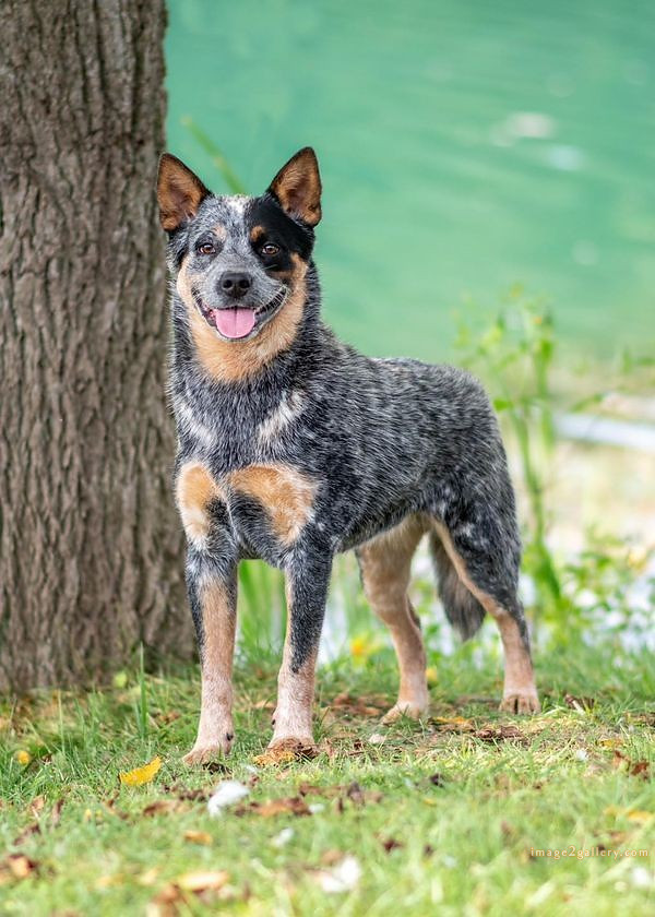1100+ Dog Images Free Download | Cute Dog Pictures | 164 dog pictures images -(18)