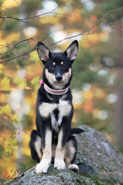 1100+ Dog Images Free Download | Cute Dog Pictures | 91 dog pictures images -(19)