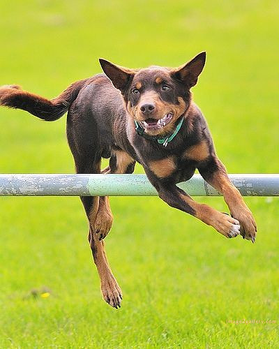 1100+ Dog Images Free Download | Cute Dog Pictures | 157 dog pictures images -(2)