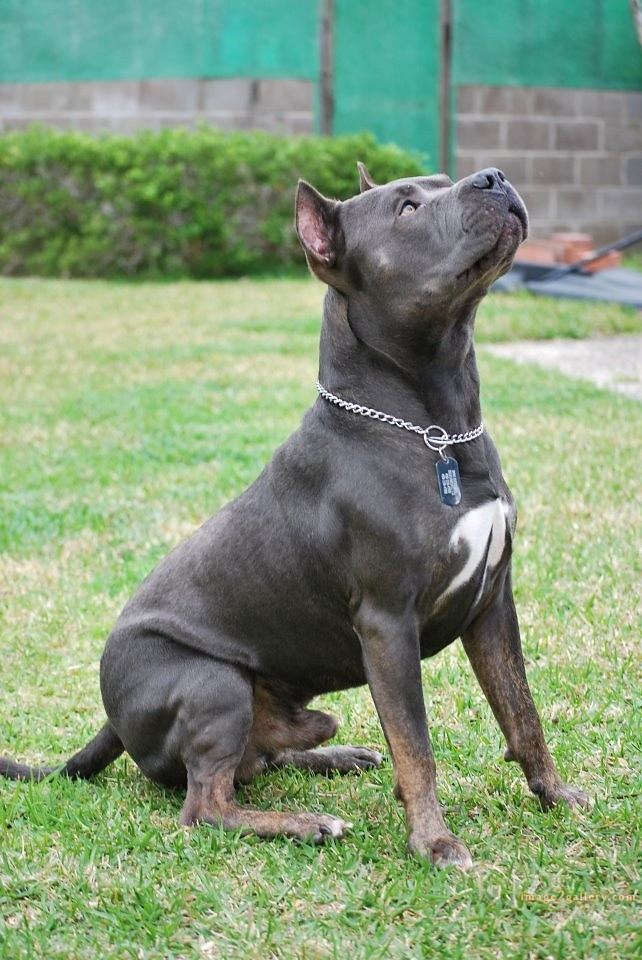 1100+ Dog Images Free Download | Cute Dog Pictures | 167 dog pictures images -(20)