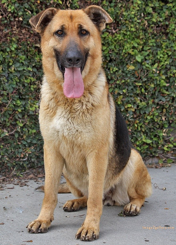 1100+ Dog Images Free Download | Cute Dog Pictures | 158 dog pictures images -(3)