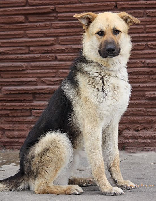 1100+ Dog Images Free Download | Cute Dog Pictures | 161 dog pictures images -(4)