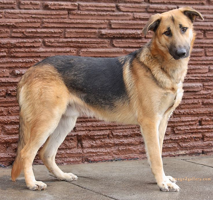 1100+ Dog Images Free Download | Cute Dog Pictures | 90 dog pictures images -(5)