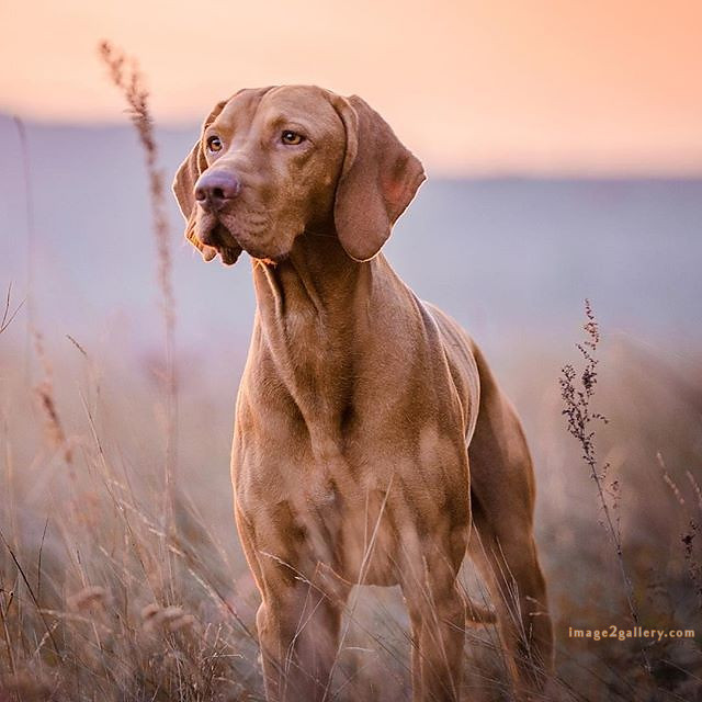 1100+ Dog Images Free Download | Cute Dog Pictures | 23 dog pictures images -(6)