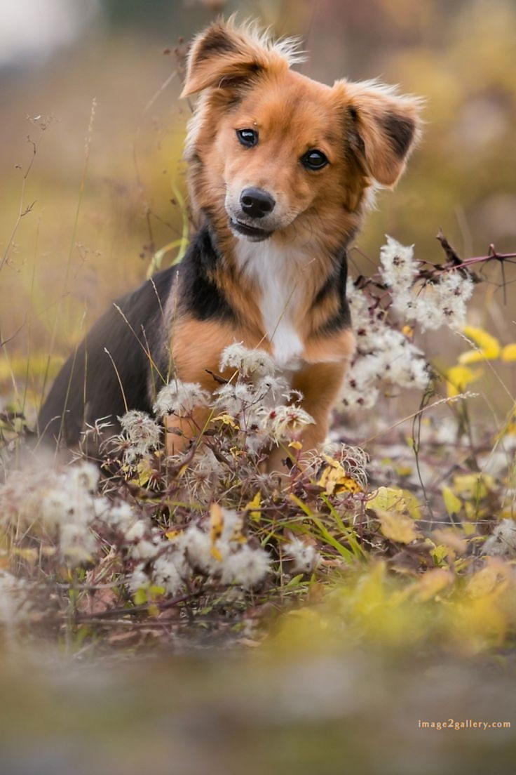 1100+ Dog Images Free Download | Cute Dog Pictures | 159 dog pictures images -(7)
