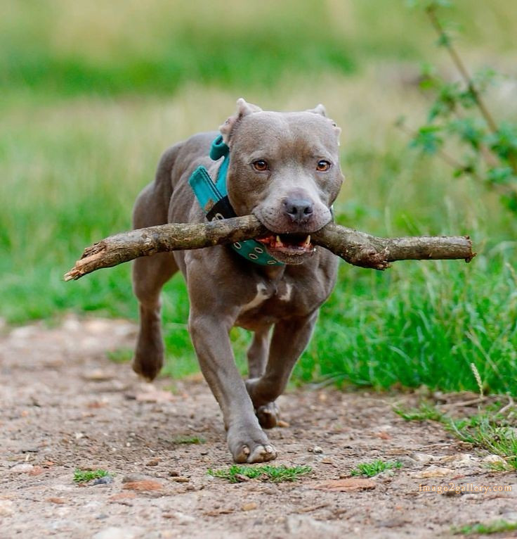 1100+ Dog Images Free Download | Cute Dog Pictures | 160 dog pictures images -(8)