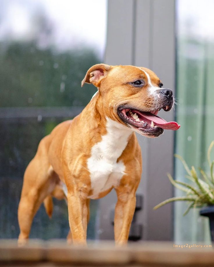 1100+ Dog Images Free Download | Cute Dog Pictures | 89 dog pictures images -(9)