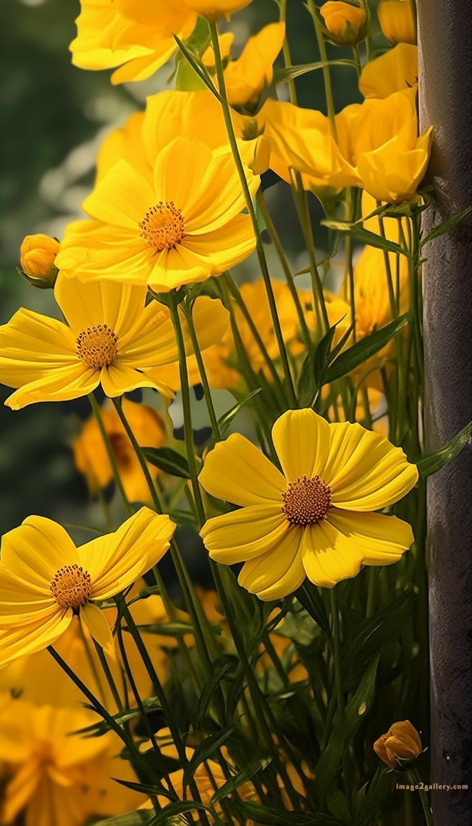700+ Cute Flower Wallpaper Free Download | Beautiful Flowers Wallpapers for Mobile | 213 flower mobile wallpaper 4k -
