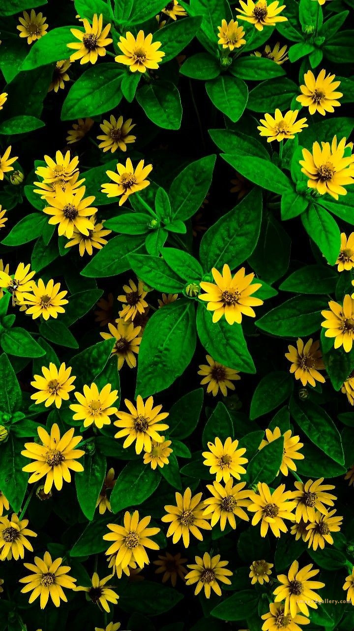 700+ Cute Flower Wallpaper Free Download | Beautiful Flowers Wallpapers for Mobile | 215 flower mobile wallpaper 4k -(1)