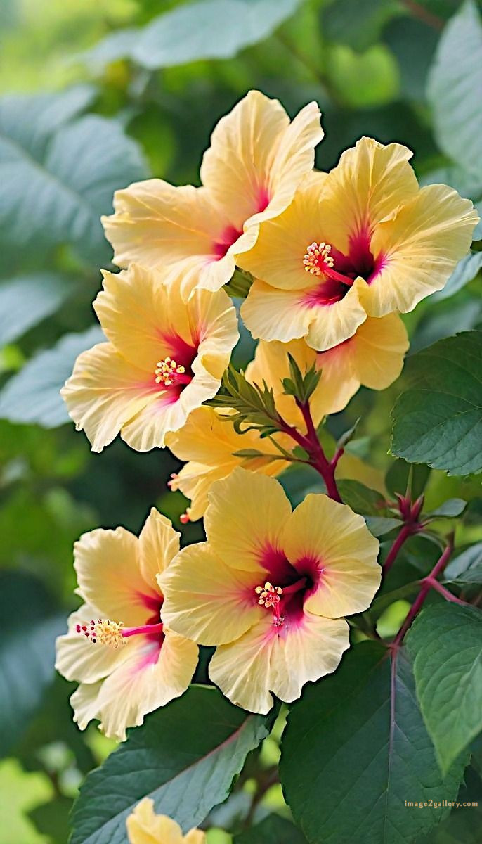 700+ Cute Flower Wallpaper Free Download | Beautiful Flowers Wallpapers for Mobile | 107 flower mobile wallpaper 4k -(13)