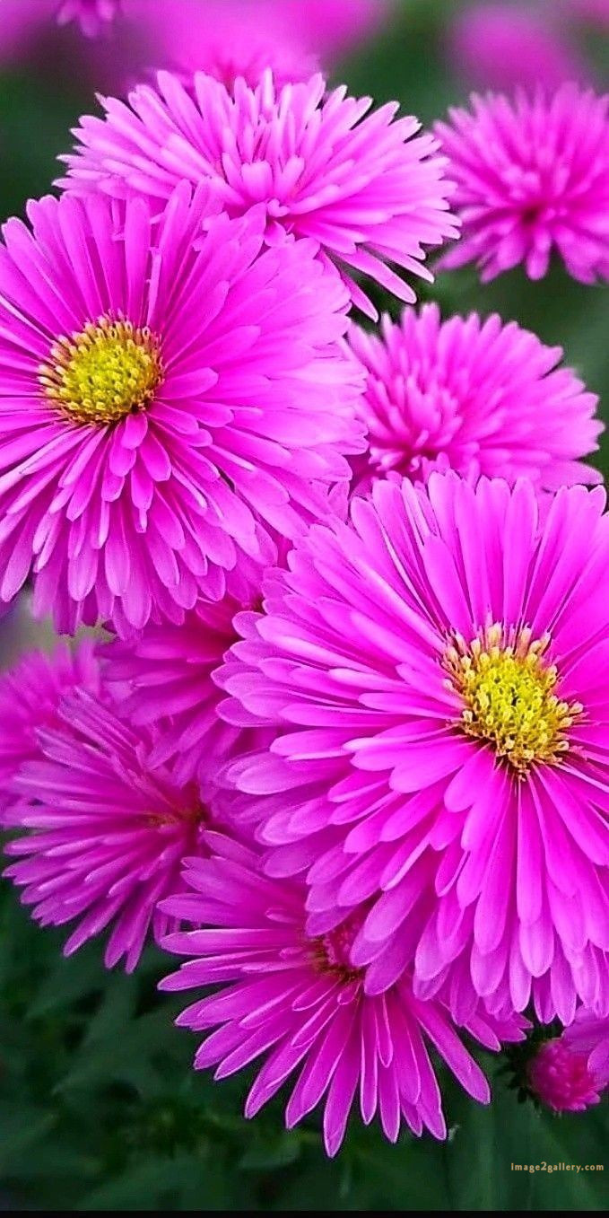 700+ Cute Flower Wallpaper Free Download | Beautiful Flowers Wallpapers for Mobile | 111 flower mobile wallpaper 4k -(15)