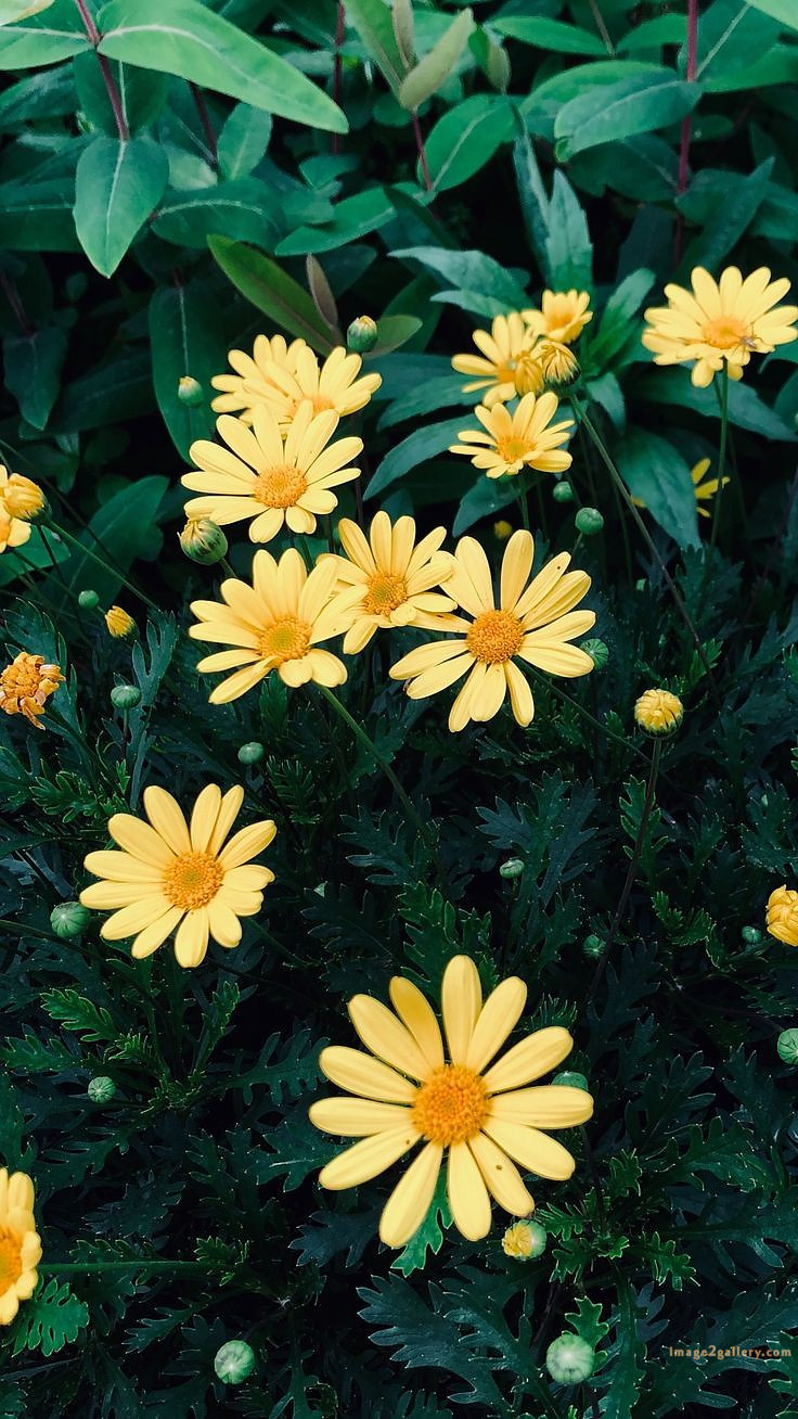 700+ Cute Flower Wallpaper Free Download | Beautiful Flowers Wallpapers for Mobile | 114 flower mobile wallpaper 4k -(25)