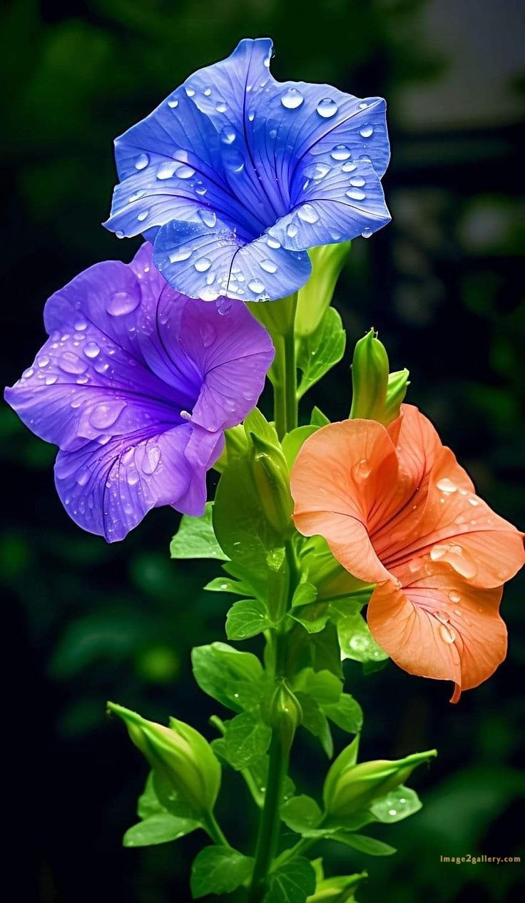700+ Cute Flower Wallpaper Free Download | Beautiful Flowers Wallpapers for Mobile | 148 flower mobile wallpaper 4k -(28)