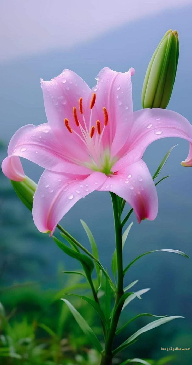 700+ Cute Flower Wallpaper Free Download | Beautiful Flowers Wallpapers for Mobile | 118 flower mobile wallpaper 4k -(30)