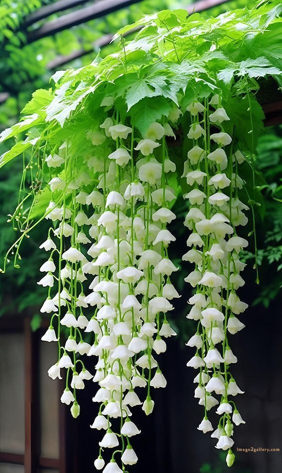 700+ Cute Flower Wallpaper Free Download | Beautiful Flowers Wallpapers for Mobile | 116 flower mobile wallpaper 4k -(31)