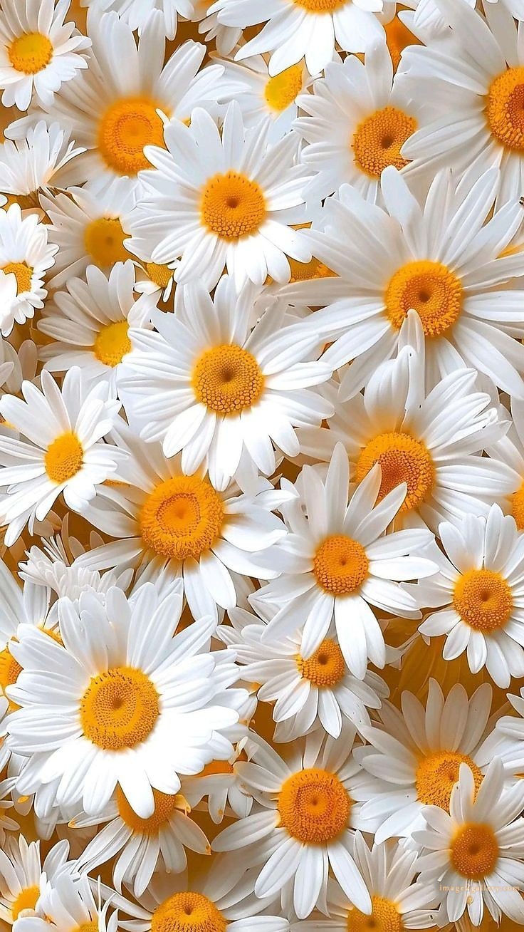700+ Cute Flower Wallpaper Free Download | Beautiful Flowers Wallpapers for Mobile | 173 flower mobile wallpaper 4k -(5)