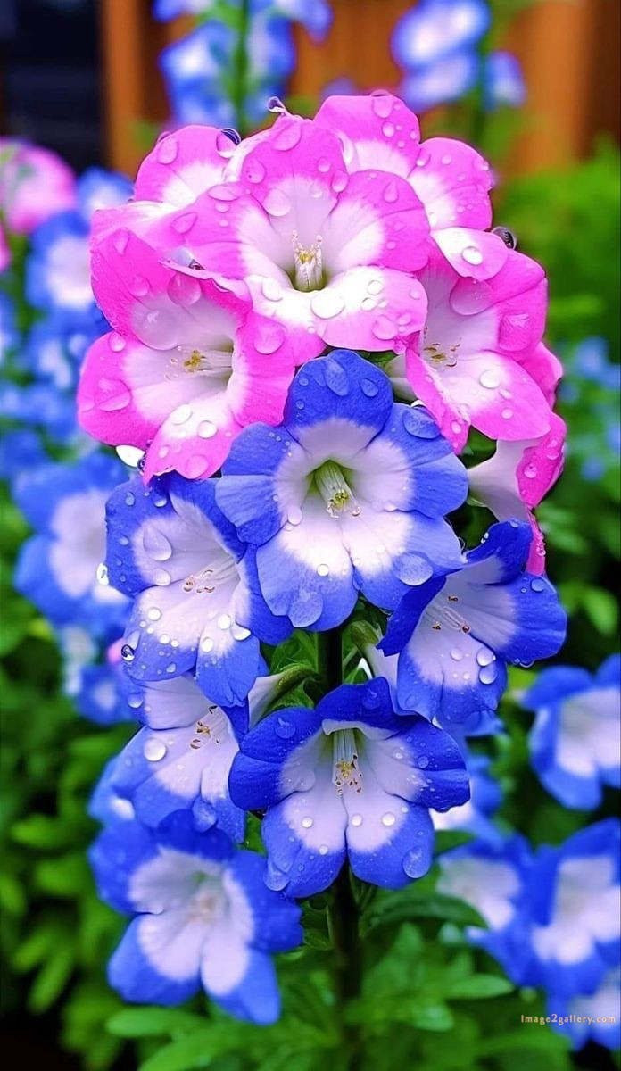 700+ Cute Flower Wallpaper Free Download | Beautiful Flowers Wallpapers for Mobile | 125 flower mobile wallpaper free -(10)