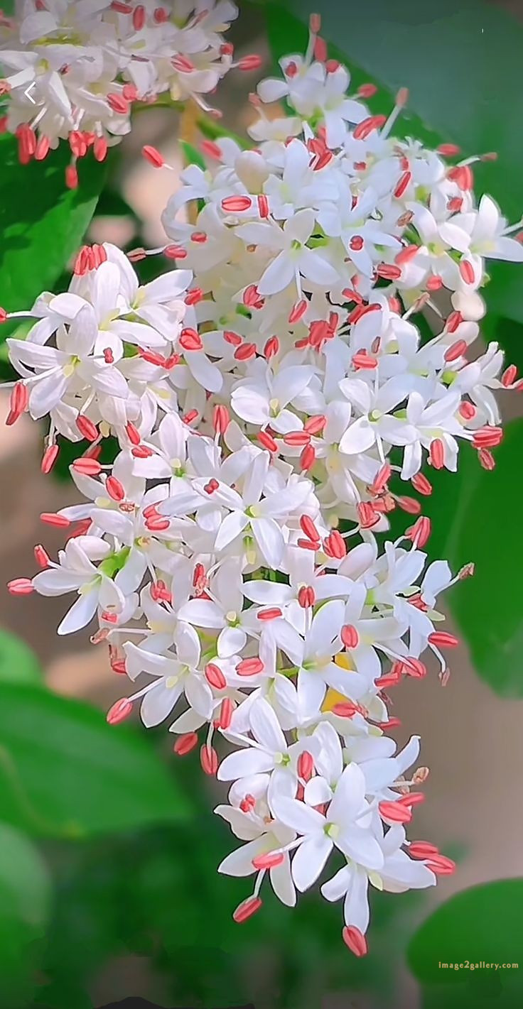 700+ Cute Flower Wallpaper Free Download | Beautiful Flowers Wallpapers for Mobile | 152 flower mobile wallpaper free -(11)