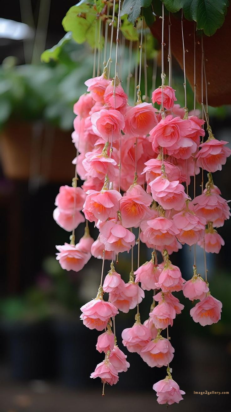 700+ Cute Flower Wallpaper Free Download | Beautiful Flowers Wallpapers for Mobile | 157 flower mobile wallpaper free -(12)