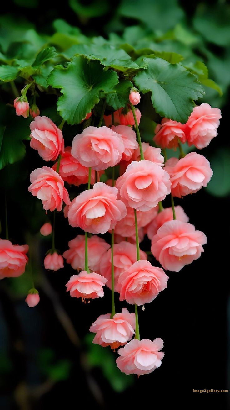 700+ Cute Flower Wallpaper Free Download | Beautiful Flowers Wallpapers for Mobile | 127 flower mobile wallpaper free -(14)