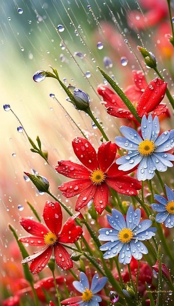 700+ Cute Flower Wallpaper Free Download | Beautiful Flowers Wallpapers for Mobile | 62 flower mobile wallpaper free -(17)