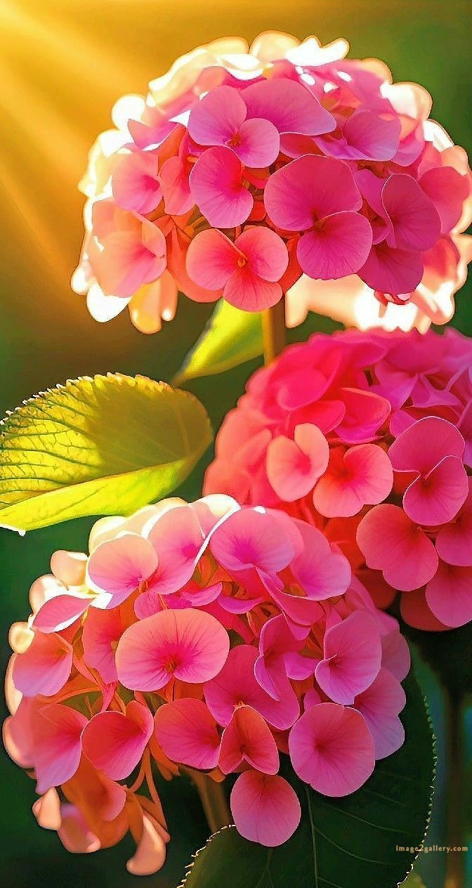 700+ Cute Flower Wallpaper Free Download | Beautiful Flowers Wallpapers for Mobile | 119 flower mobile wallpaper free -(2)