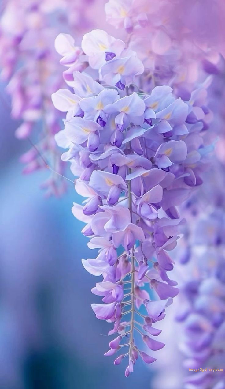 700+ Cute Flower Wallpaper Free Download | Beautiful Flowers Wallpapers for Mobile | 58 flower mobile wallpaper free -(25)