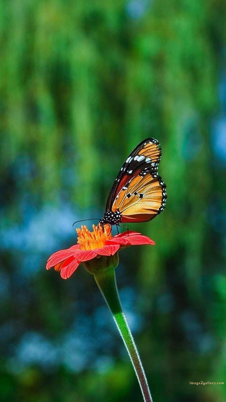 700+ Cute Flower Wallpaper Free Download | Beautiful Flowers Wallpapers for Mobile | 40 flower mobile wallpaper free -(29)