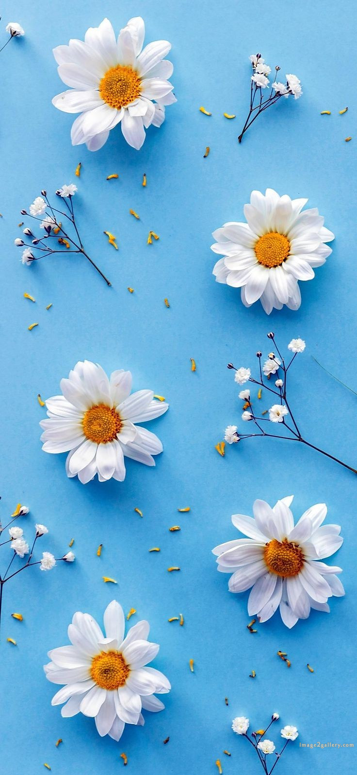 700+ Cute Flower Wallpaper Free Download | Beautiful Flowers Wallpapers for Mobile | 122 flower mobile wallpaper free -(4)