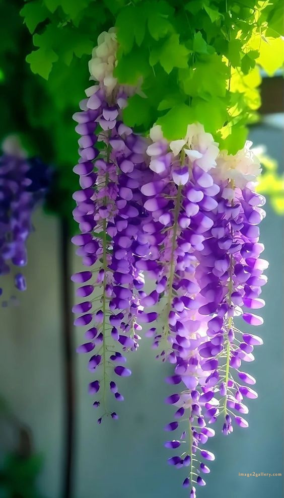700+ Cute Flower Wallpaper Free Download | Beautiful Flowers Wallpapers for Mobile | 126 flower mobile wallpaper free -(6)
