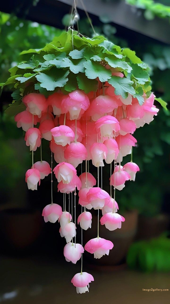 700+ Cute Flower Wallpaper Free Download | Beautiful Flowers Wallpapers for Mobile | 151 flower mobile wallpaper free -(7)